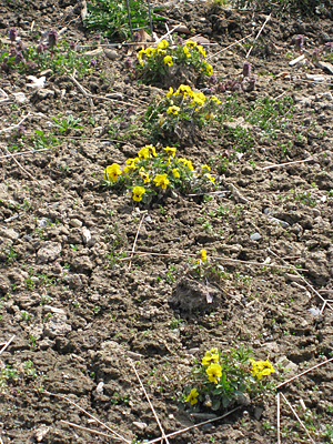 pansy unmulched